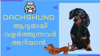 Dachshund is good for first time owner : Malayalam : First time dog owner guide