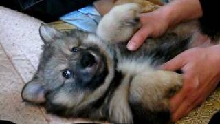 Louhi, Finnish lapphund / paimensukuinen lapinkoira