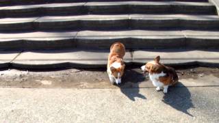 DSCF0384.AVI