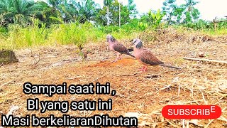 Sampai saat ini ,Bl yang satu ini masi berkeliaran di lokasi