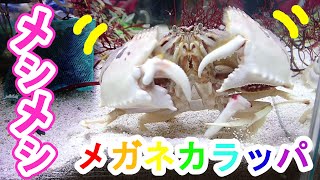 メガネカラッパ　大好きなタコをうまそうに食べる♪♪トラフカラッパも欲しいの？　爆食　食いしん坊　早食い　大食い　カニ　Box Crab　kakra　kekda　Kepiting　cua　краб　ปู