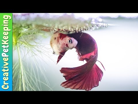 Will the female betta eat the eggs?