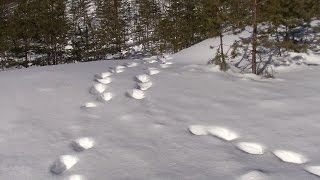 Suden jälkiä Lipintien varressa (Lieksa) maaliskuussa 2011