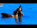 Duck couple enjoying rain and sun #relaxationvideo#ducks