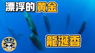 抹香鯨這種神秘的儀式與漂浮的黃金 - 龍涎香，海洋霸主 - 殺人鯨，深海之王 - 大王烏賊都有關？｜歐陽哈里森