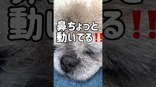 パグとトイプーミックス。 #pug #パグ #ミックス犬