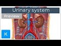 Urinary system: organs and functions (preview) - Human Anatomy | Kenhub