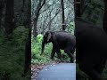 wildhorn wildlife wdelephant കൊമ്പുകോർത്ത് കൊമ്പന്മാർ ¡¡¡