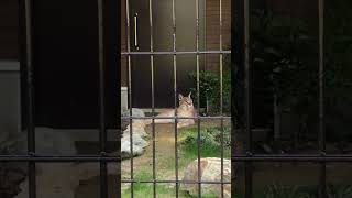 Floppacube visited Mac's new house【ごかつら池どうぶつパークのカラカル・マック君】#caracal