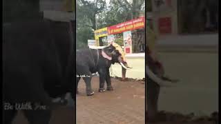 Elephant Attack Thrissur Pooram 2022| Aaana Pinangi