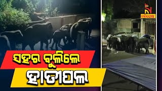 ଝାରସୁଗୁଡା ରାସ୍ତାରେ ବୁଲୁଛନ୍ତି ହାତୀପଲ | NandighoshaTV