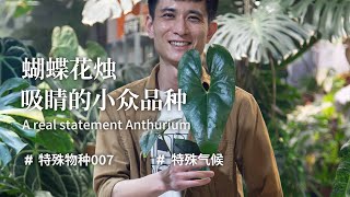 【特殊物種008】蝴蝶花燭 A real statement Anthurium