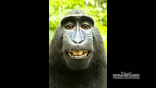 Monkey Selfie