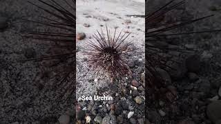 Live sea urchin