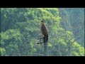 大冠鷲鳴叫 crested serpent eagle sounding