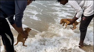 വീടിന്‌ മുന്നിൽ പട്ടിയെ കൊണ്ട്‌ വിട്ടു. ഇതിനെ ഇനി എന്ത്‌ ചെയ്യും? ആർക്കെങ്കിലും വേണോ?