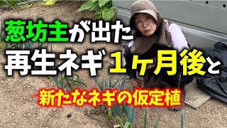 【捨てないで良かった・・】【トウ立ちしてからの長ネギ再生】年越しした長ネギも再生栽培可能です【味十八番】【松本1本ネギ】