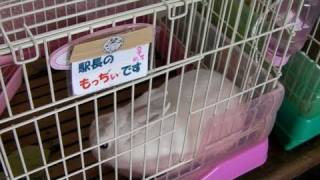 Cute rabbit Kawaii Japanese YAMAGATA RAILWAY 山形鉄道・うさぎ駅長さん