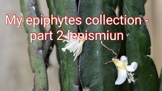 My epiphytes -part 2- Lepismium and pfeiferra-collection 2024 -flowers, care