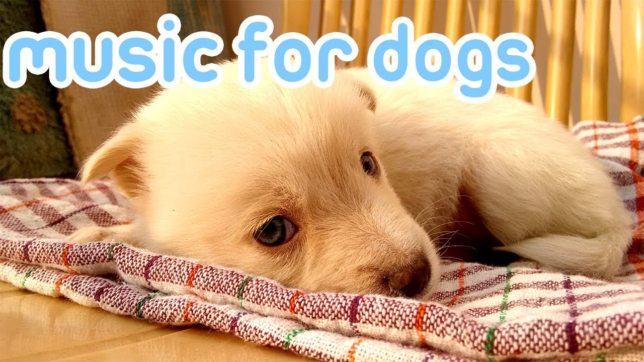 15 Hours Of Anti Anxiety Music For Dogs! NEW 2019! - YouTube