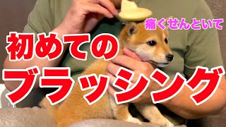 【お手入れ】初めてブラッシングした子犬はこんな感じです［柴犬ぱんじろうの日常］