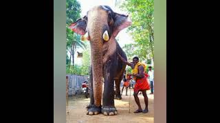 #keralaelephant മംഗലാംകുന്ന് ശരൺ അയ്യപ്പൻ 🥰🥰🥰🥰🥰