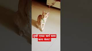 तुम्ही एवढा खर्च कसा काय केला #funny #comedy #marathidubbing #catcomedy #shots #cat #karamativlog