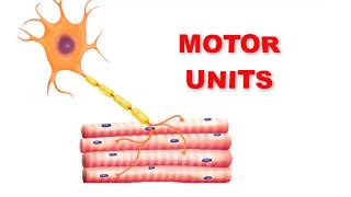 Recruitment of Small and Large Motor Units