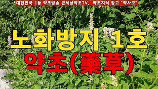 현존하는 식물 중 노화방지 1호 약초를 알고 계시나요?