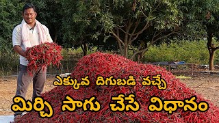 | మిర్చి సాగు చేసే విధానం | Cultivation method of chillies | #chillies #Mirchi Crop | Mirchi Panta