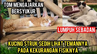 Kucing Sakit Setruk Masih Bersyukur Saat Lihat Tom Gak Ada Tanganya..‼️