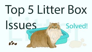 How to Solve Litter Box Issues—From Mess to Success