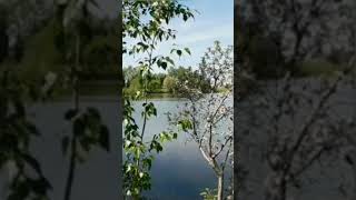 Shabbir Kumar | Kavita Krishnamurti  | तु पागल प्रेमी आवारा | Trees Near Lake