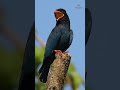 majestic oriental dollarbird a birdwatcher s delight birdslover birdsounds birdwatching