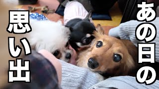 【うちの子記念日】運命の保護犬を引き取った日の思い出【カニンヘンダックスえびすの日常】