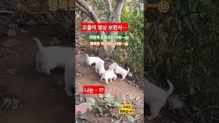 전세계 유튜브 울렸다~~@ 생명이 살아가는 ~~ 소중함을 느끼게 하는~~ 사람에게 본능적인 사랑을 알게 해 준 기적의  영상  #영상, #행운, #성공, #기분, #기적, #로또