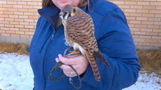 Falconry: Orchestrating success with your bird