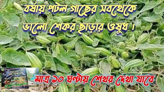 বর্ষায় পটল গাছের সবথেকে ভালো শেকর ছাড়ার ওষুধ । মাত্র ১০ ঘণ্টায় শেখর দেখা যাবে