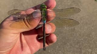 ギンヤンマ♂ (2023年07月27日) | Catching An Emperor Dragonfly (M) With A Butterfly Net (July 27, 2023)