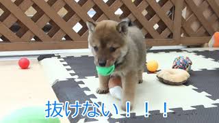 【豆柴】子犬　1/17 男の子♂1　摂州宝山荘　mameshiba dog Puppy （mame shiba inu)