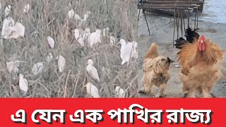 আজ আমি আপনাদের  মিশরের  এক  পাখির রাজ্যে নিয়ে যাব  । সত্যিই এক বক পাখির  রাজ্য ।