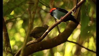 A DANÇA DE ACASALAMENTO DO TANGARÁ - MATA ATLÂNTICA