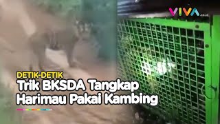 Aksi Ciamik BKSDA Tangkap Harimau Menggunakan Seekor Kambing