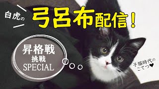 【三国志大戦】白虎の弓呂布で👑征覇王👑昇格戦配信×2【LIVE配信.VOL20】