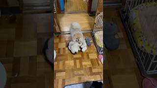 宝物のぬいぐるみを運ぶポメラニアン#shorts #short #ペット #dog #pomeranian #いぬ #かわいい #ポメラニアン #犬