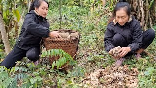 Harvest Ginger & Slow Village Life Sounds, Peaceful Daily Routine for Deep Sleep and Insomnia Relief