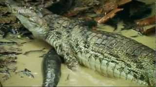 Electric fish kills crocodile