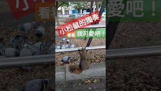 小松鼠的獨奏，我可愛吧！ #公園 #松鼠 #松鼠リスsquirrel