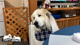 本当にルンルンが来るのかな…と不思議に思ったアランです　Great Pyrenees　グレートピレニーズ