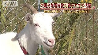 大活躍「メェ～」と太陽光発電を助ける、ヤギの親子(14/10/17)